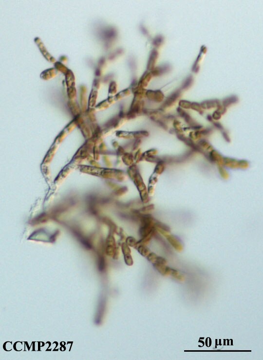CCMP2287 | NCMA at Bigelow Laboratory